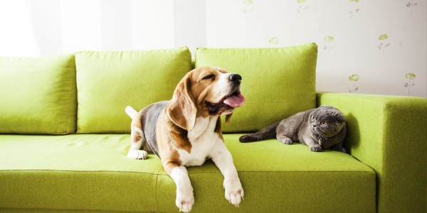 ¿Debo dejar subir a mi mascota al sofá?